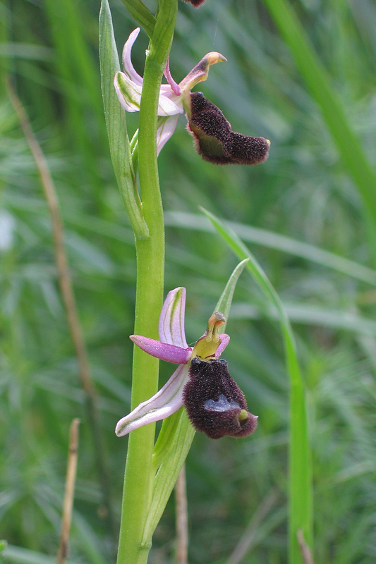 Orchis simia e altro